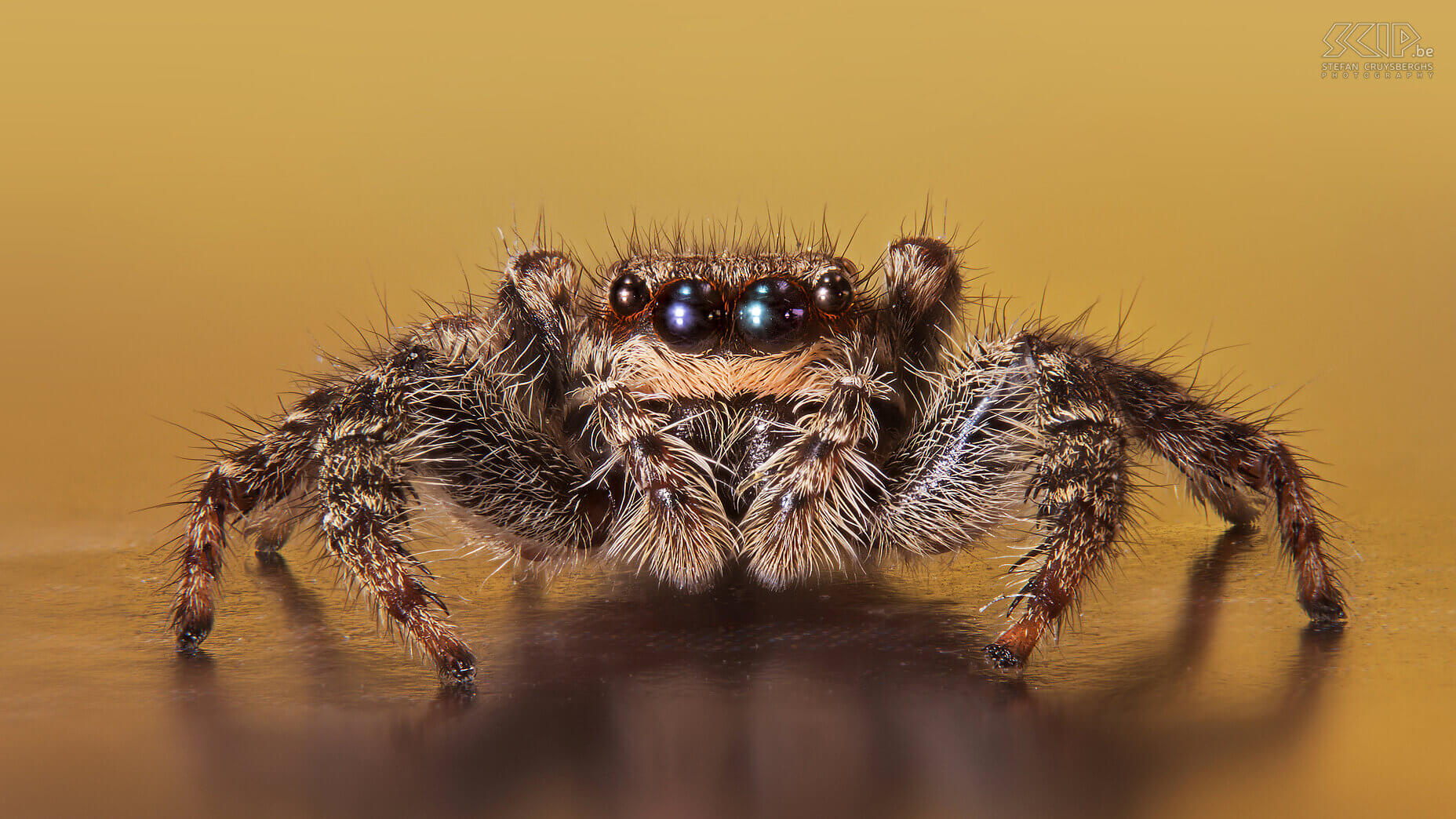 Extreme closeups van insecten - Schorsmarpissa Dit jaar legde ik mij toe op microfotografie, de overtreffende trap van macrofotografie. Ik ontwikkelende een eigen geautomatiseerde macro rail waarmee ik in stapjes van 100 tot 300 micron (duizendste van millimeter) 30 tot 60 beelden kan maken om deze nadien samen te voegen. Zo kan ik haarscherpe beelden maken van insecten die enkele minuten wil blijven stilzitten. Evident is dat laatste niet en ook technisch is het telkens een hele uitdaging. Door gebruik te maken van tussenringen tussen je camera en macro lens kan je extreme close-ups maken. Maar het grote nadeel is dat de scherptediepte minder dan 1mm is.  Dit is bijna altijd onvoldoende om een insect mooi in beeld te brengen. De oplossing is een geautomatiseerde macro rail die een heel reeks beelden kan maken die je daarna met software kan samenvoegen.<br />
<br />
Er bestaan heel wat dure commerciële oplossingen, maar ik ging zelf aan de slag. M’n schoonvader ontwikkelde de hardware met een rail met stappenmotor en nog wat extra elektronica en 3D geprinte onderdelen. Ikzelf ontwikkelde software voor op m’n Windows PC die mijn Nikon camera aanstuurt en software voor op een Raspberry Pi die de elektronica aanstuurt.Het eindresultaat werkt heel goed en dit zijn mijn beste beelden van extreme close-ups van insecten.<br />
 Stefan Cruysberghs